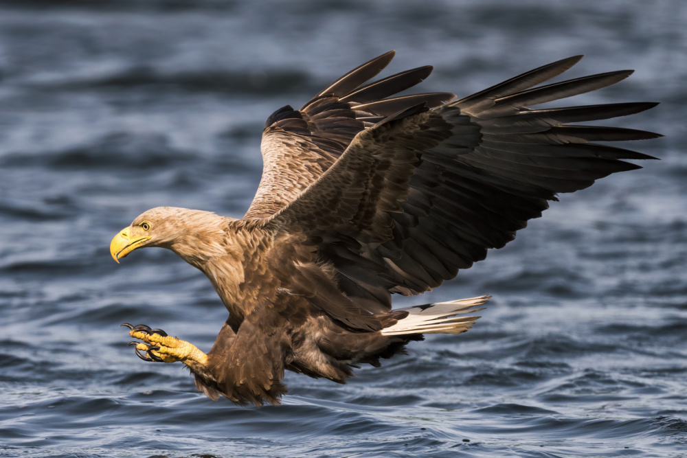 Claws von Piotr Wrobel