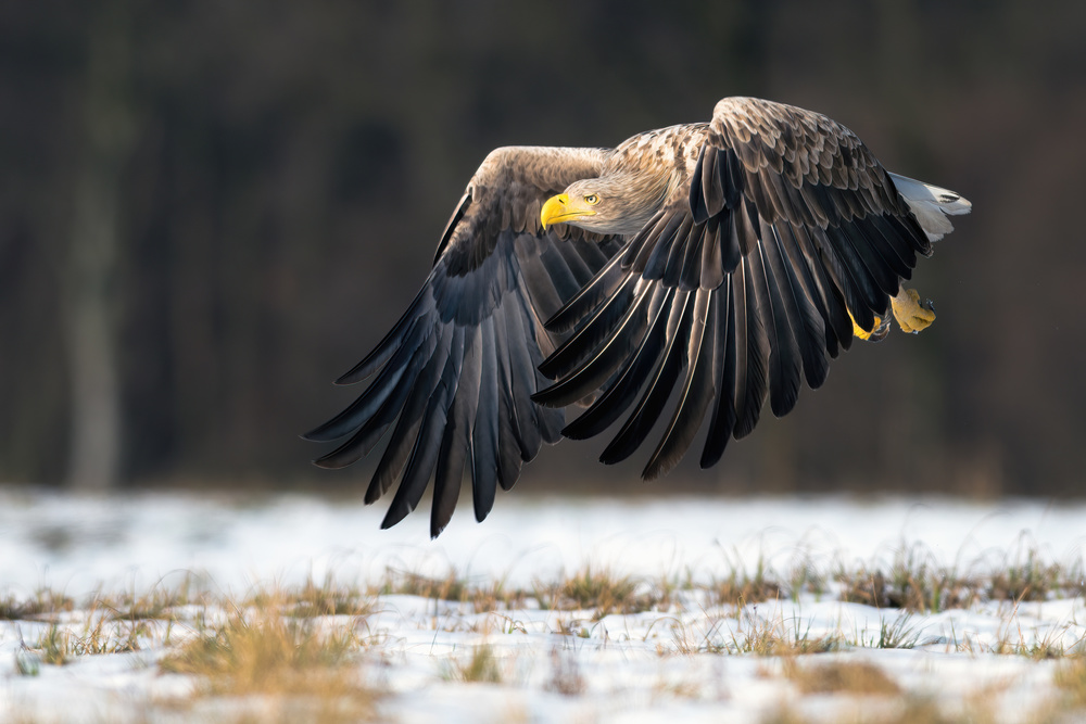 White-tailed eagle von Piotr Wrobel