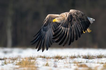 White-tailed eagle