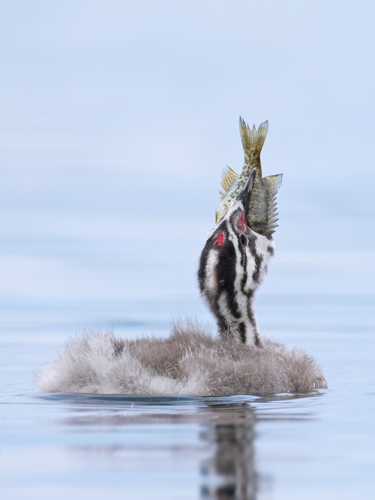 Podiceps cristatus von Portigliatti Riccardo