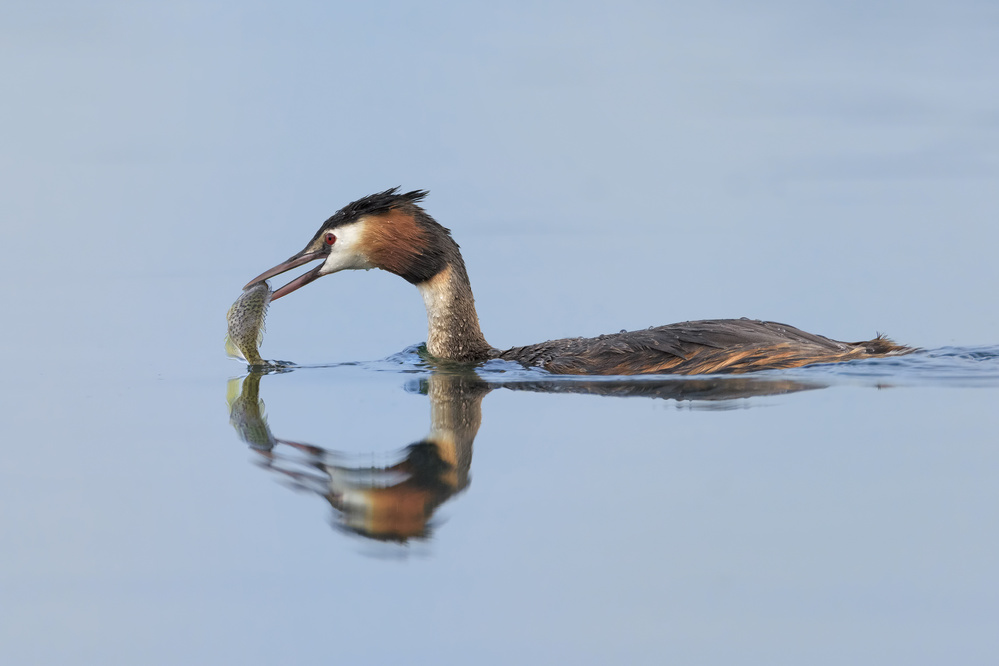 Reflections von Portigliatti Riccardo