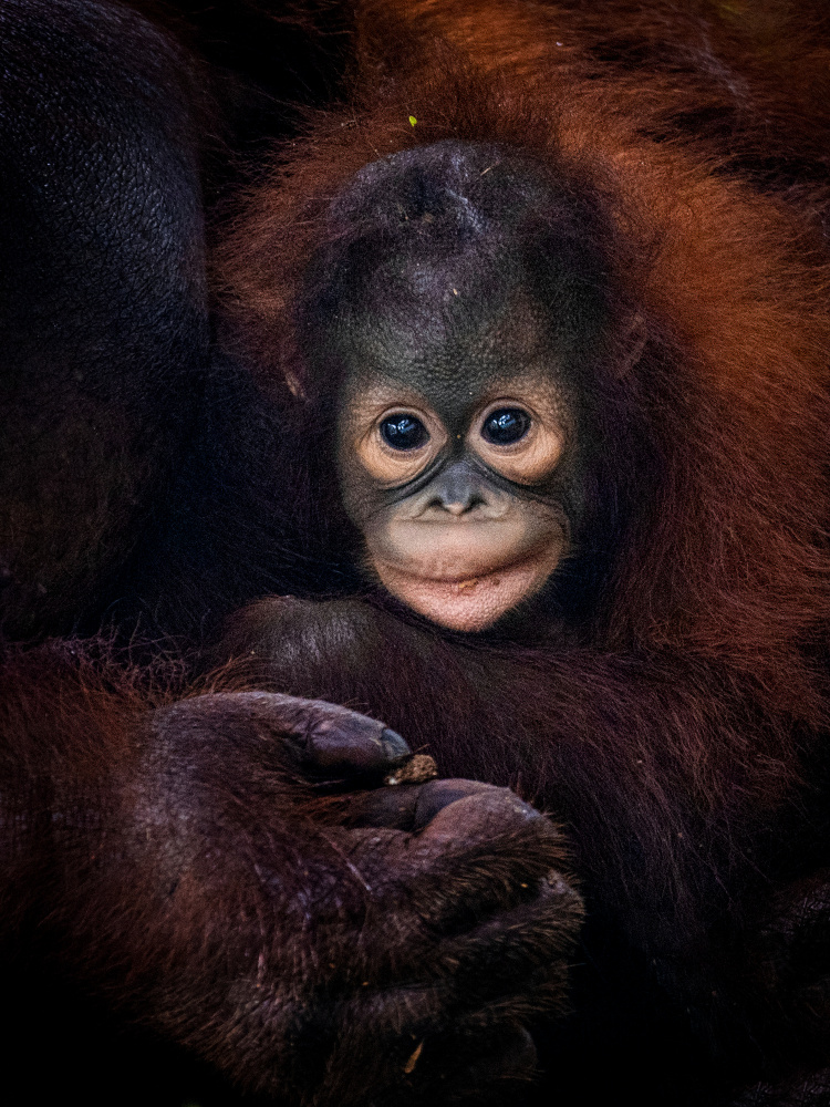 Baby Barney von Prabu Dennaga