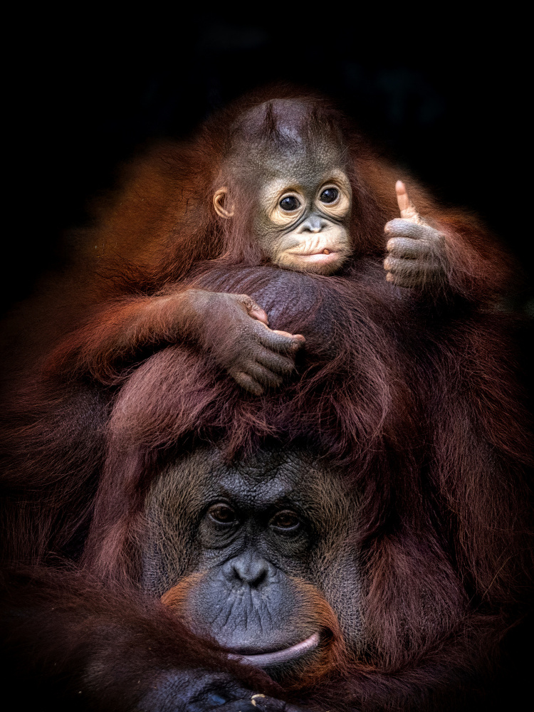 Thumb Up von Prabu Dennaga