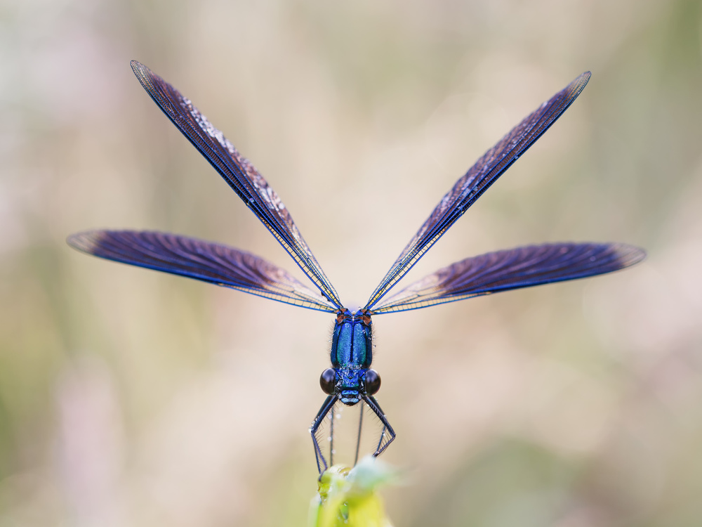 Calopteryx splendens von Prajzner