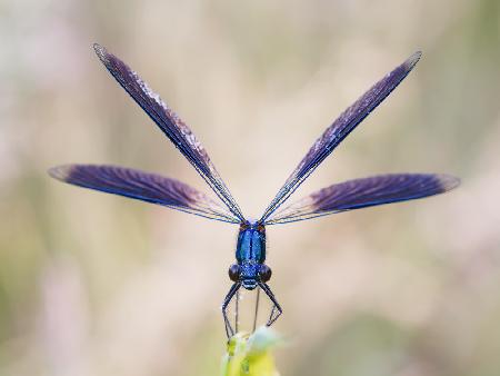 Calopteryx splendens