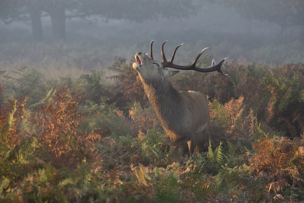 Bellowing Stag Deer von Prashant Meswani