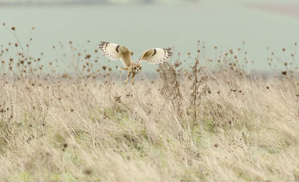 Hunting Short Eared Owl von Prashant Meswani