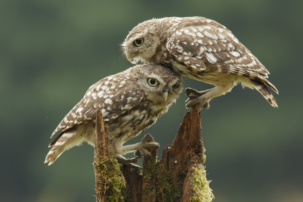 Comforting Little Owls von Prashant Meswani