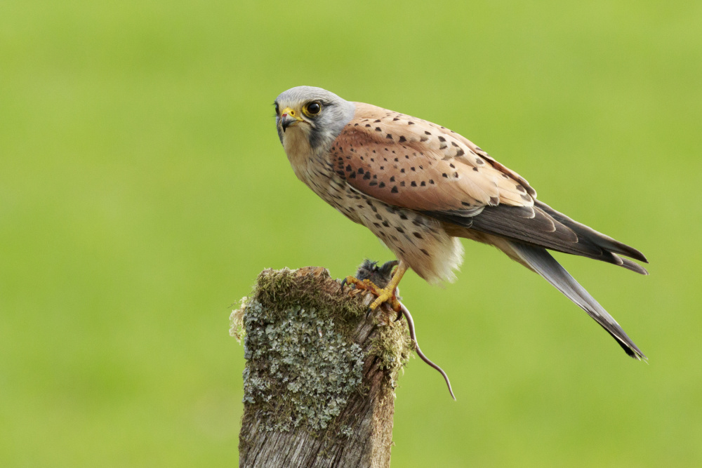 Kestrel at rest von Prashant Meswani