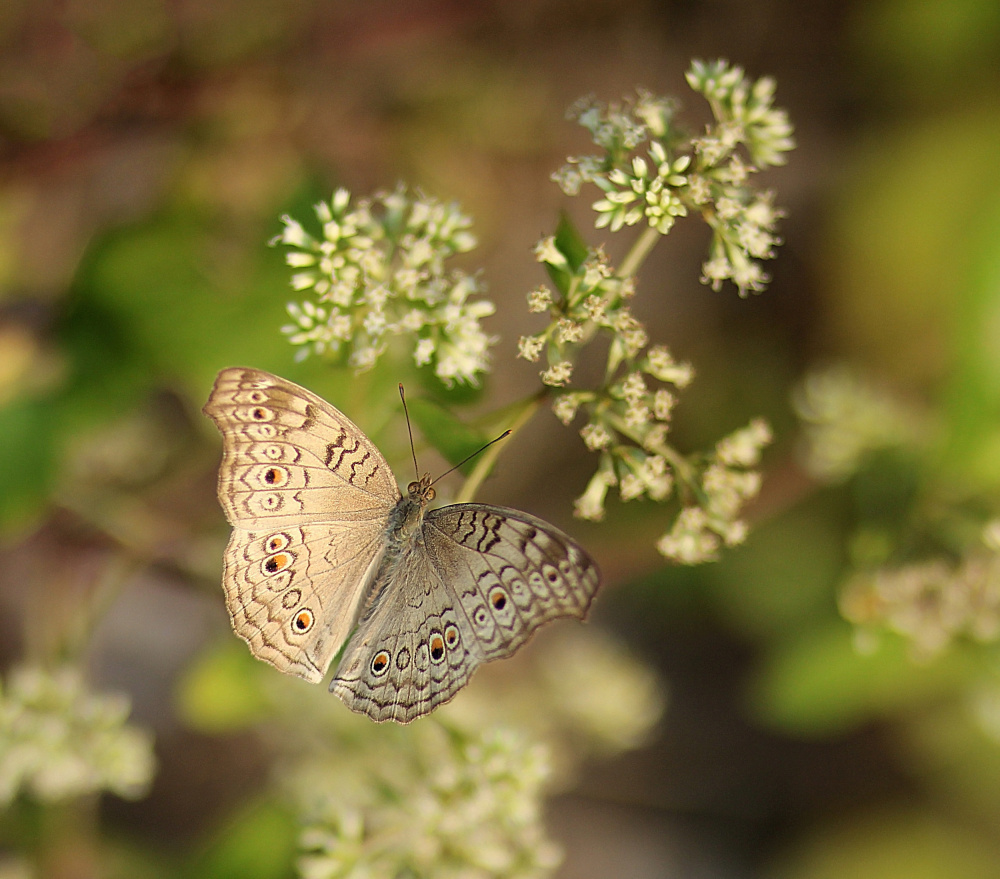 Butterflies cant see their wings von Prodipta Das Hriday