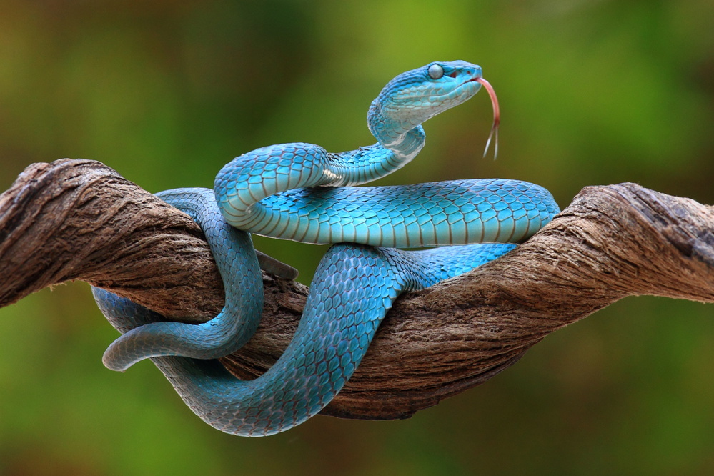 turquoise blue viper von Pujo Laksono