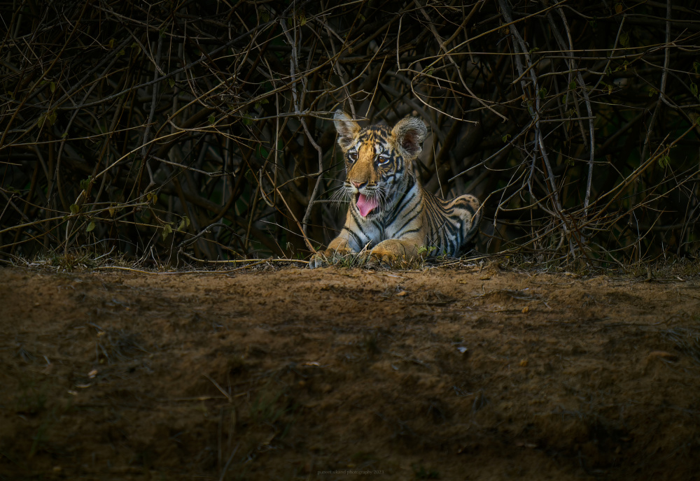 lazy summers von Puneet Sikand