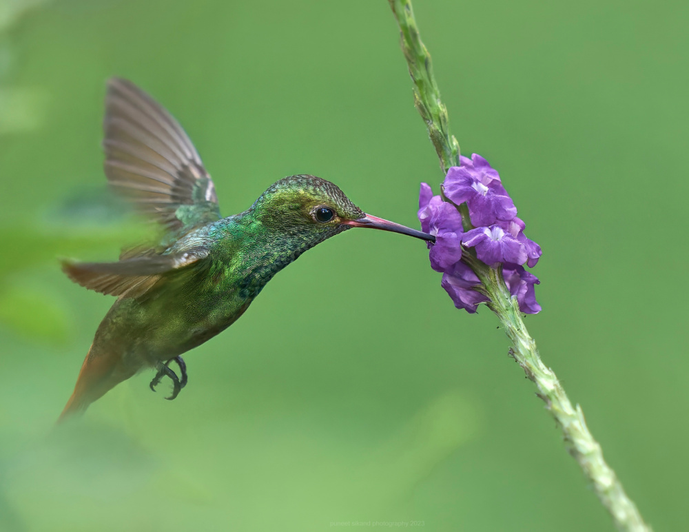 Rufous Tailed Hummingbird von Puneet Sikand