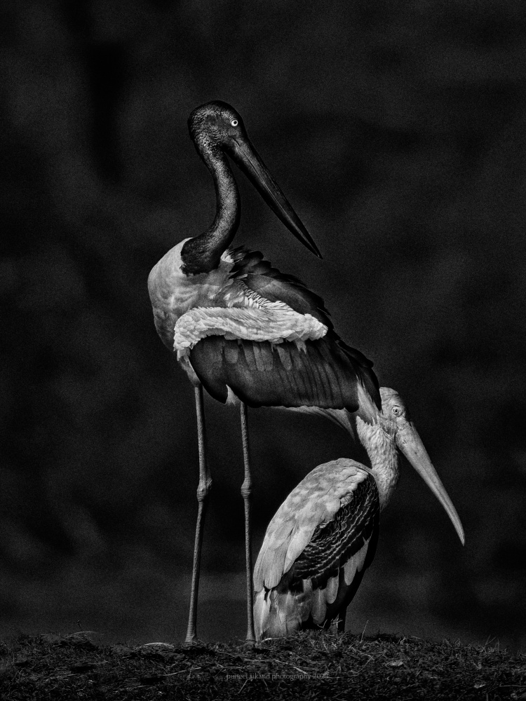 Stork Buddies von Puneet Sikand