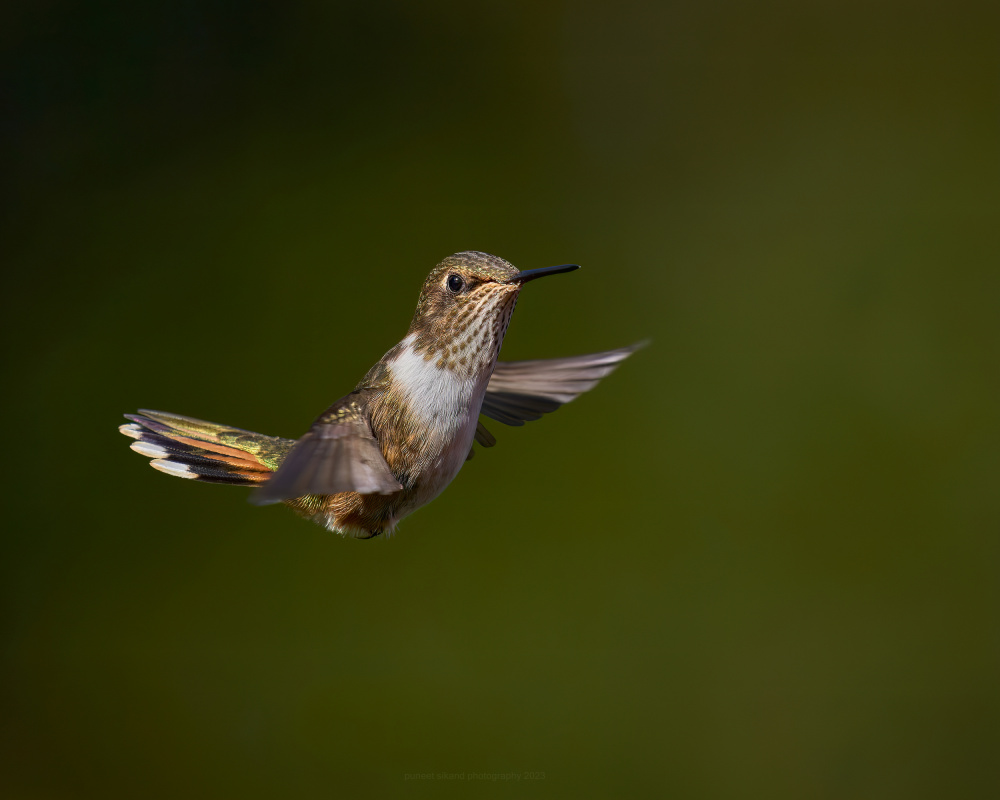 Volcano Humming Bird von Puneet Sikand