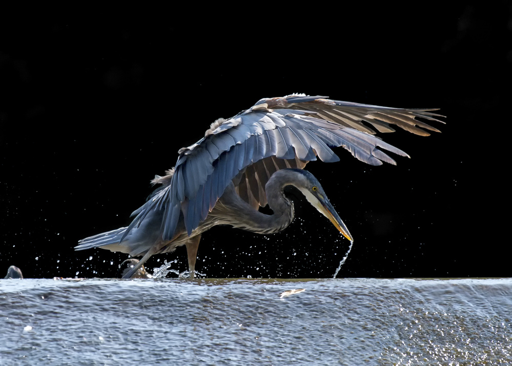 Blue Heron Searching For Food von Purple Bamboo