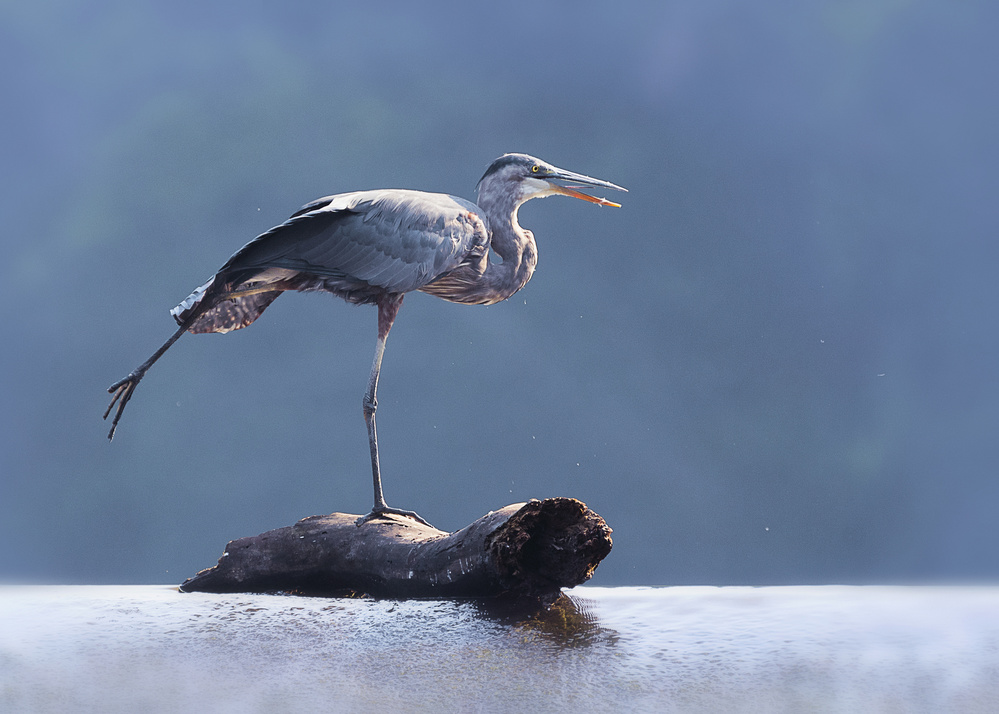 Blue Heron Doing Yoga von Purple Bamboo