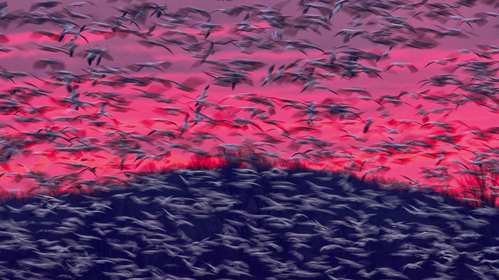 Migrating Snow Geese In Slow Motion von Purple Bamboo