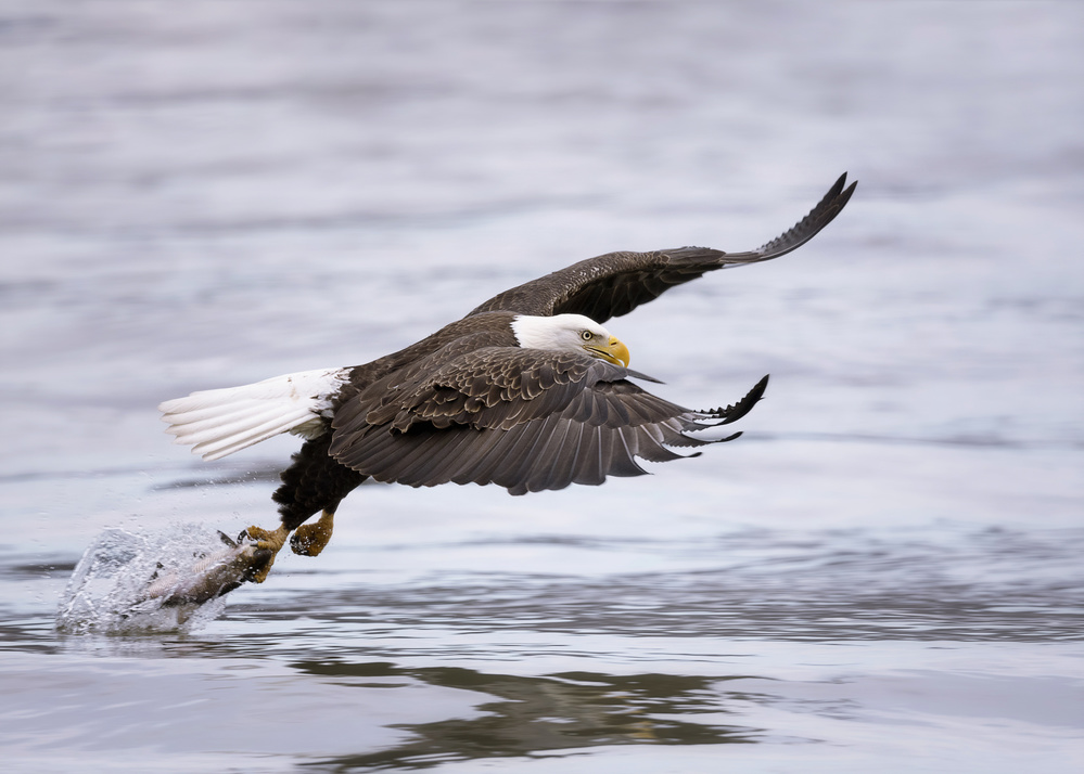 Bald Eagle von Purple Bamboo