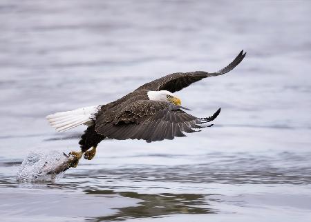 Bald Eagle