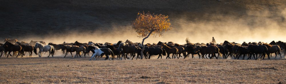 Horses returning from grazing von Qiang Liu