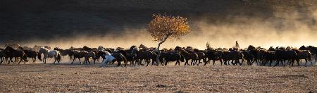 Horses returning from grazing