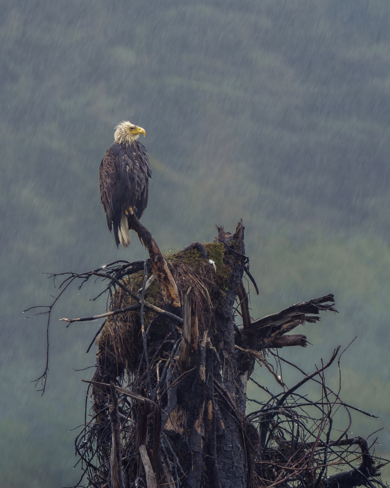 Stay strong under rain von Qing Zhao