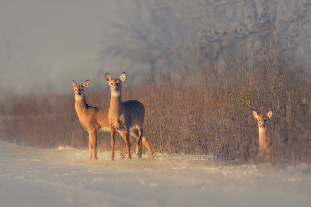 Three Deer von Qing Zhao