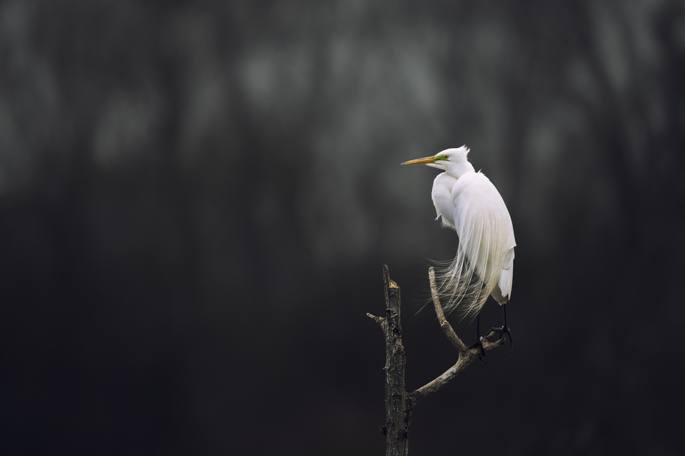 Lonely von Qing Zhao