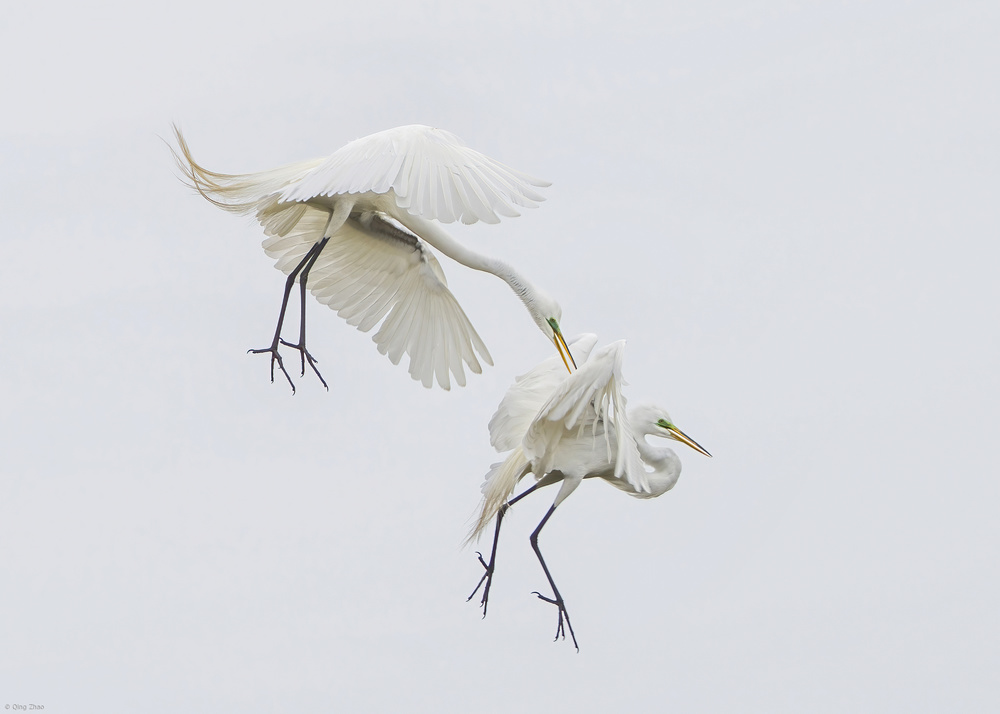 Chasing closely von Qing Zhao