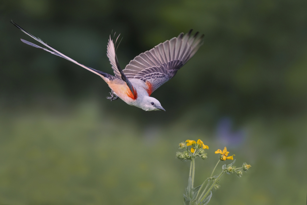 Catch the Spring von Qing Zhao