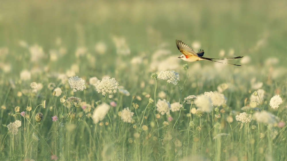 Spring Messager von Qing Zhao