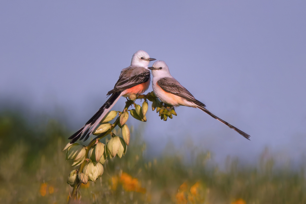 Together Ready for the Sunset von Qing Zhao