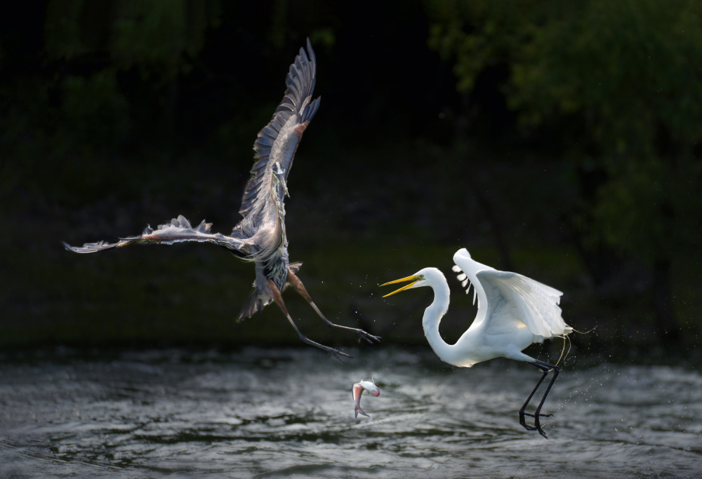 Winner von Qing Zhao