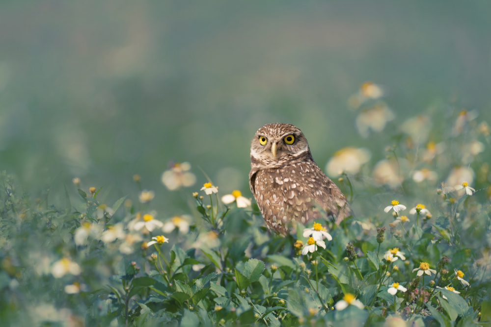 Burrowing Owl von Qing Zhao