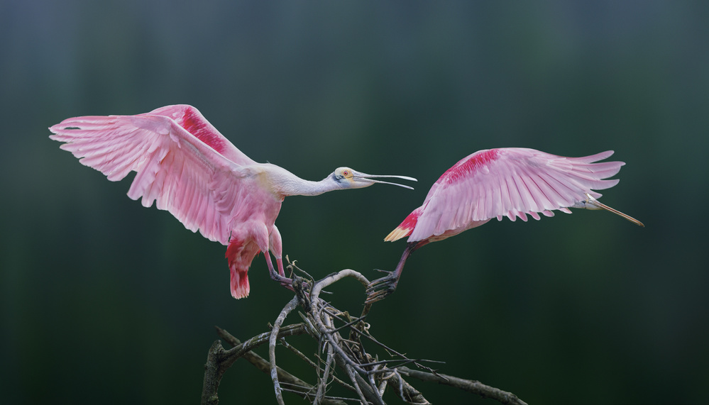 Hello! von Qing Zhao