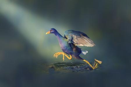 Juvenile Purple Gallinule