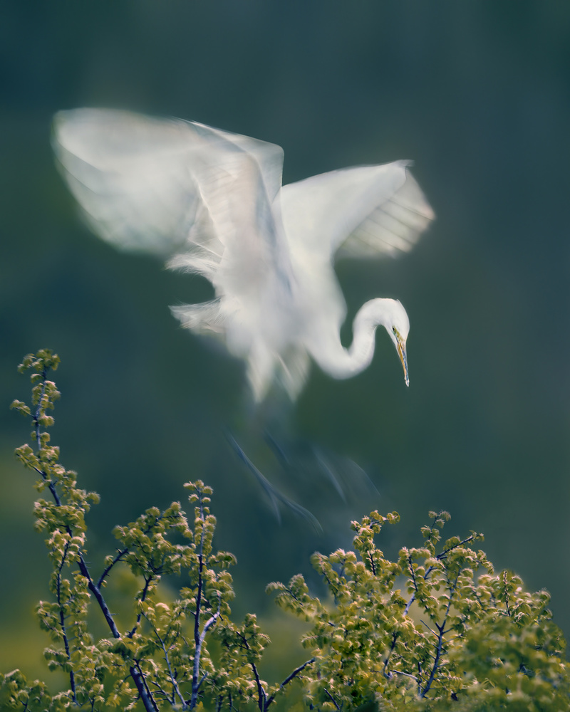 Slow Motion  Landing von Qing Zhao