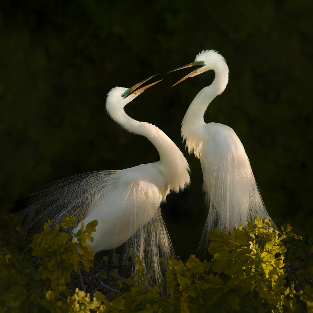 Love is in the air von Qing Zhao