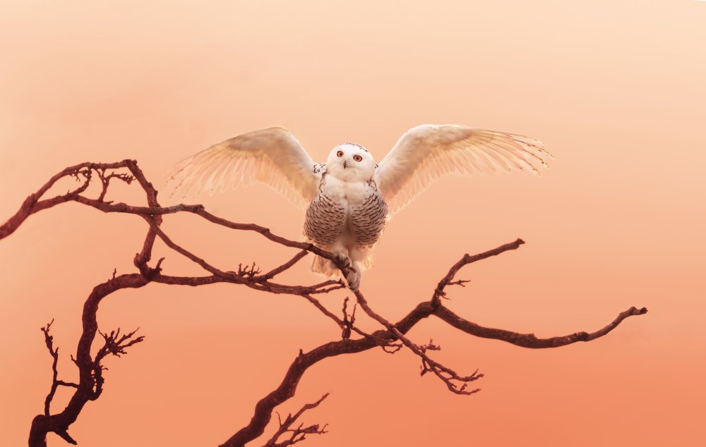 Morning greeting von Qing Zhao