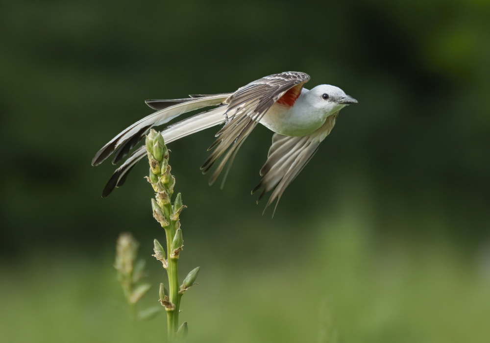 Forward von Qing Zhao