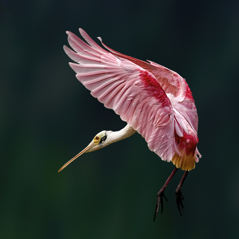 Portrait of a Spoonbill von Qing Zhao