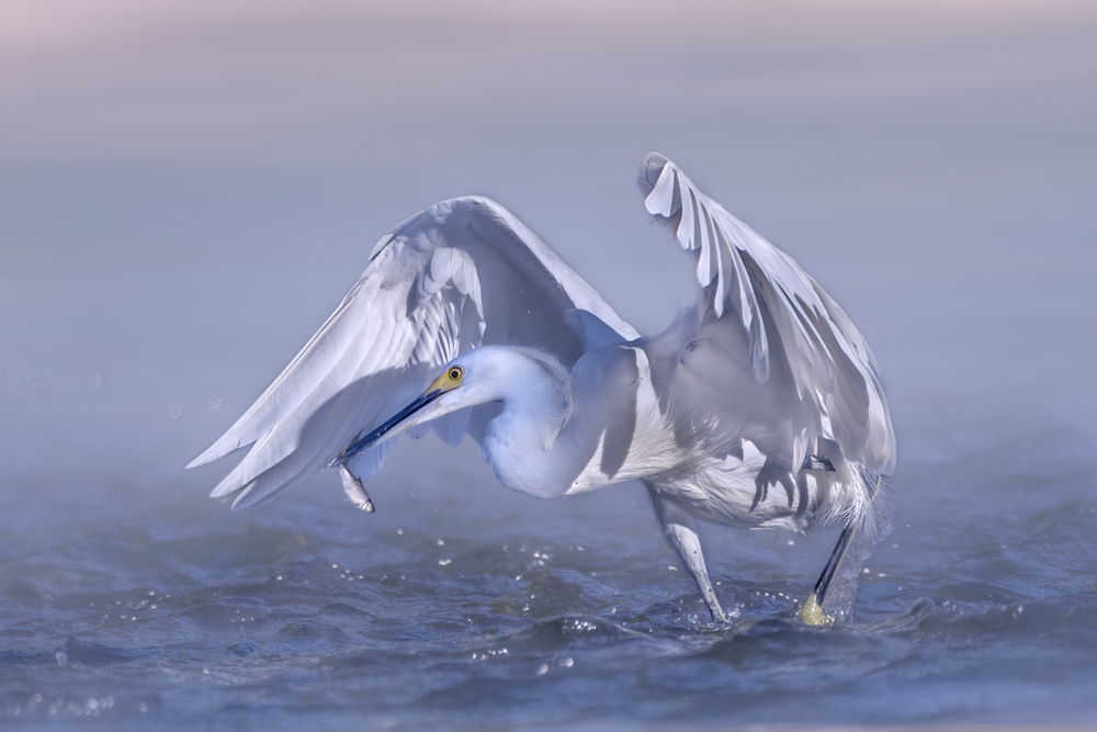 Snack Time von Qing Zhao