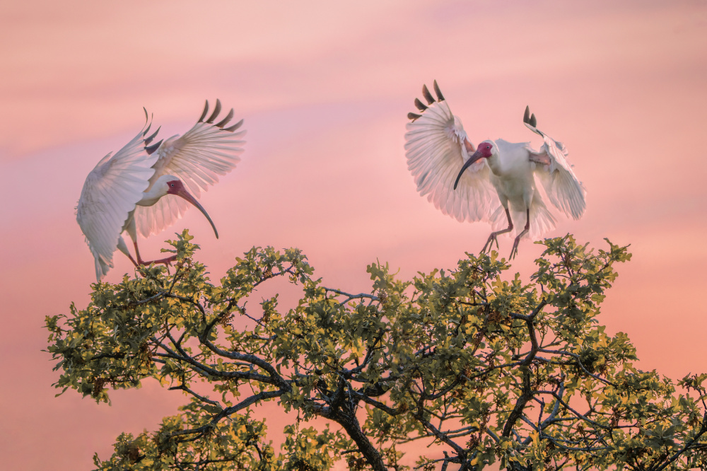 Meet right one at right time von Qing Zhao