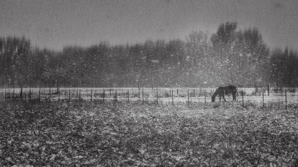 Under Snow Storm von Qing Zhao