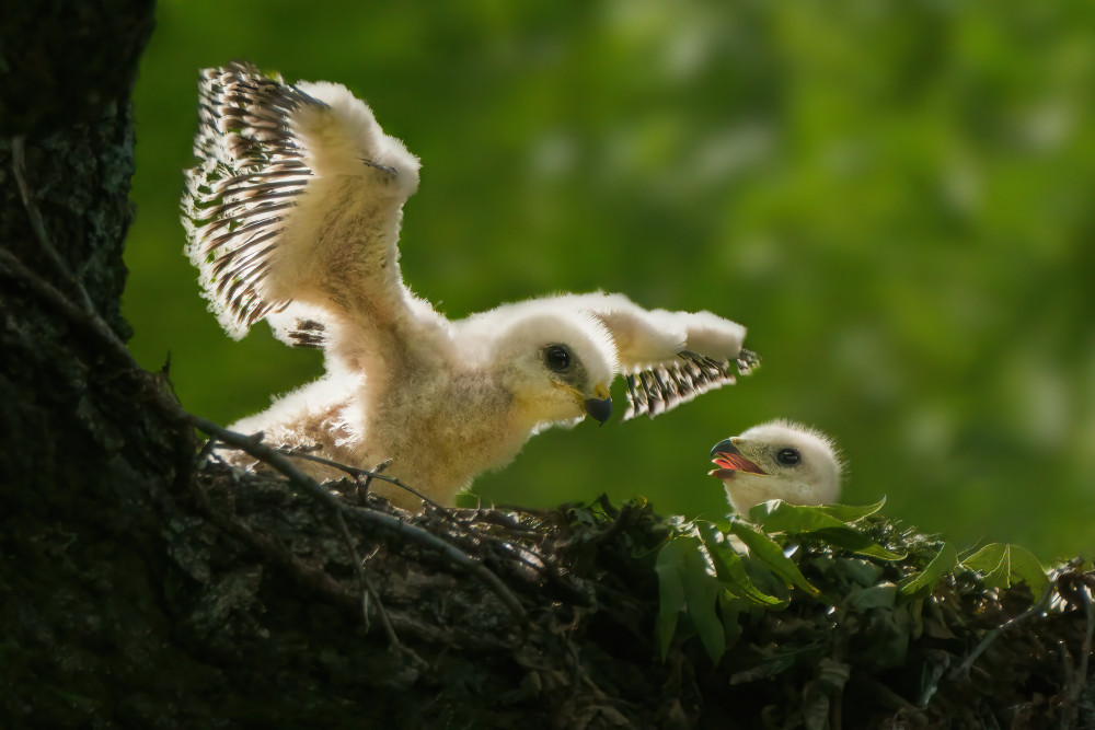 Wow, you can fly! von Qing Zhao