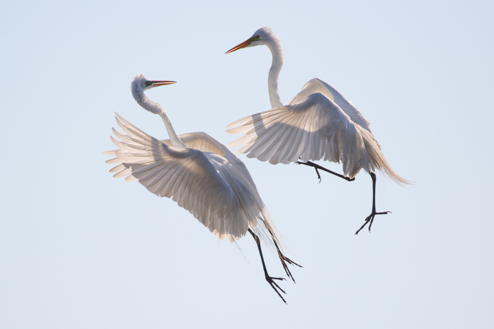 Dancing von Qishui Hao