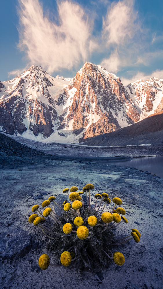 Snow Mountain Camomile 《天山甘菊》 von qiye