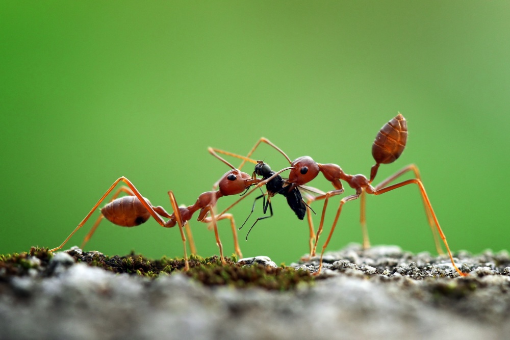 The Beauty of Sharing von r. adi kurniawan