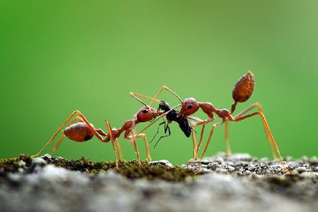 The Beauty of Sharing